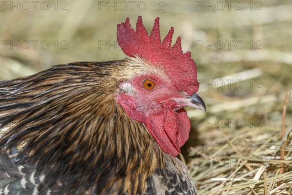 Farmyard rooster portrait with colorful plumage lying in the hay in the sun, free-range breeding in the open air. Bas-Rhin, Alsace, Grand Est, France, Europe