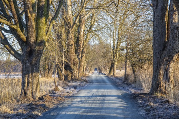 Path through an old avenue. Trees in a winter landscape with ice and frost in a nature reserve. Gravel road or dirt track at sunrise in Mönchbruch, Frankfurt, Germany, Europe