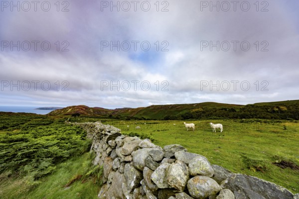 Hilly landscape with green meadows, sheep and stone wall, dry stone wall on the edge of Snowdonia National Park, Penmaenmawr, Dwygyfylchi, Caernarfonshire, Conwy County Borough, Wales, United Kingdom, Europe