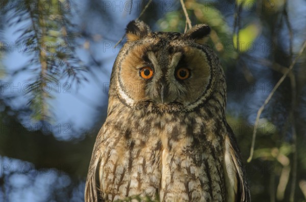 Portrait of long-eared owl (Asio otus) perched in a tree. Bas-Rhin, Alsace, Grand Est, France, Europe