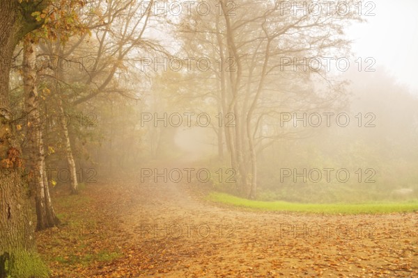 Fog on the river