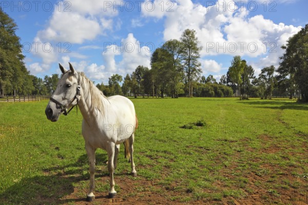 White horse grazing in a green lawn. Pension for breeding purebred Arabian horses