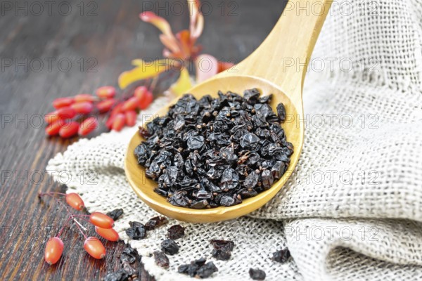 Dried black barberry in a spoon on sacking, sprigs with fresh berries and leaves on a dark wooden board background