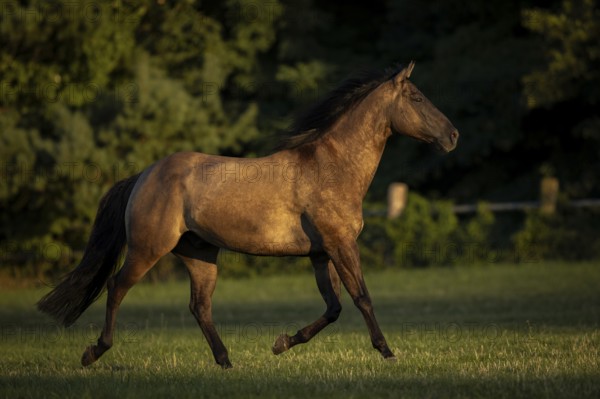 Quarter Horse mare in the evening light on the pasture, Austria, Europe