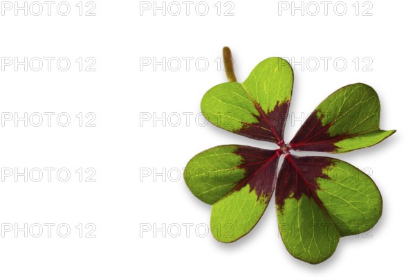 Four-leaf clover cropped on a white background
