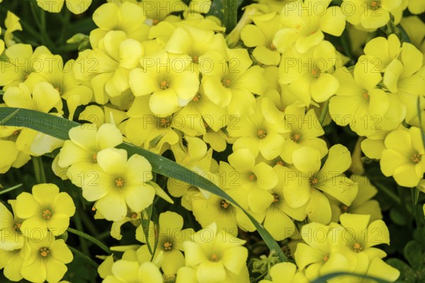 Vinagrillo flowers, Oxalis pes-caprae, orrellafuda, a Talayotic town, Ciutadella, Menorca, Balearic Islands, Spain, Europe