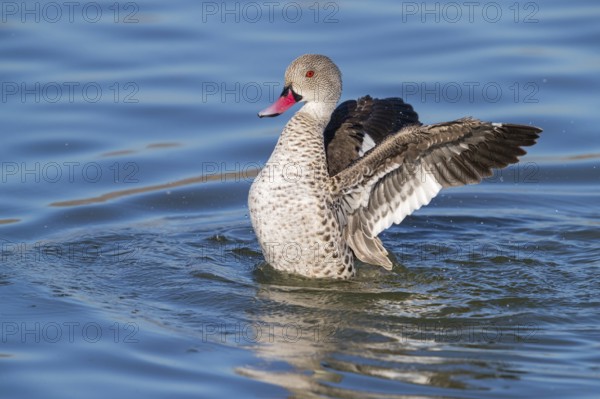 Cape teal (Anas capensis), Cape Teal, Canard du Cap, Cerceta de El Cabo, False Bay Nature Reserve / Strandfontein Sewage Works, Cape Town, Western Cape, South Africa, Africa