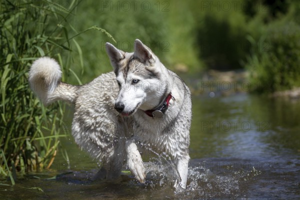 A husky dog runs through the water of a stream in the bank area