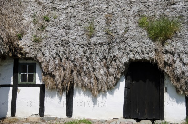Detail of a medieval farm house with sea grass thatched roof, Denmark, Europe