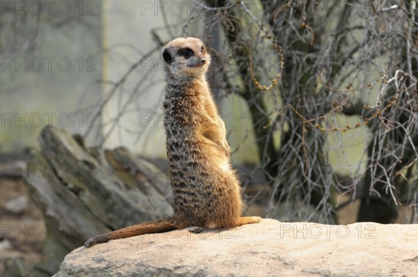 Meerkat standing on a rock, surrounded by vegetation, meerkat or suricate (Suricata suricatta), captive, occurring in southern Africa