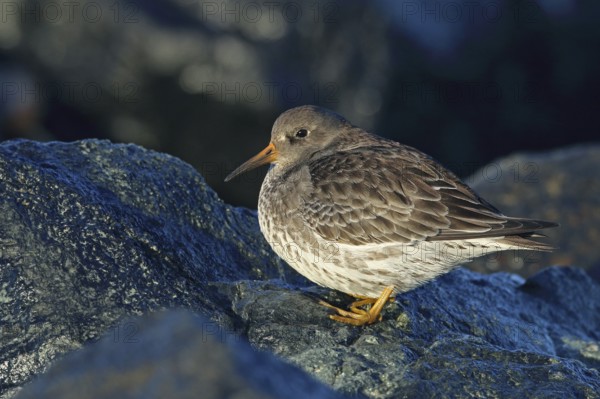 Purple sandpiper, Calidris maritima