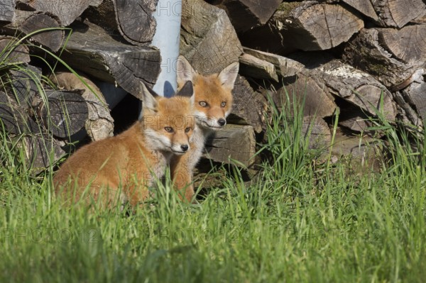 Red fox, Vulpes vulpes, juvenile