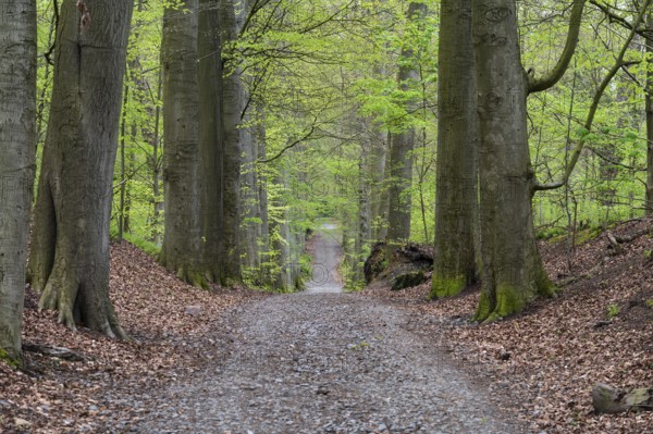 Walking path through the woods of Watermael-Boitsfort, Brussels, Belgium, Europe
