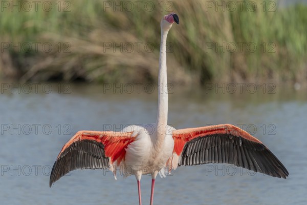Greater Flamingo in courtship (Phoenicopterus roseus) in a swamp in spring. Saintes Maries de la Mer, Parc naturel regional de Camargue, Arles, Bouches du Rhone, Provence Alpes Cote d'Azur, France, Europe