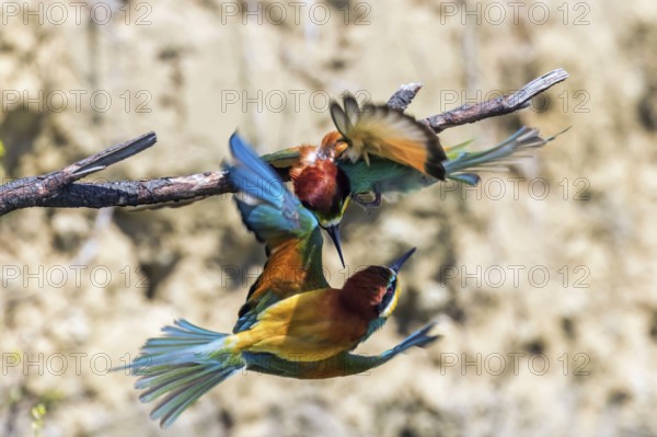 European Bee Eater In Flight (Merops Apiaster)