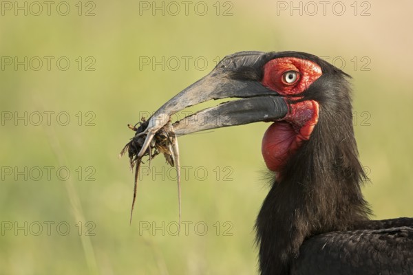 Close up of a Southern Ground Hornbill carrying snakes and other reptiles in the beak to the nest in Masai Mara Wildlife Refuge in Kenya