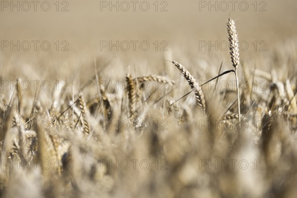 Ripe, golden ears of wheat stand close together in a sun-drenched cornfield, Coxhill, Shepherdswell, Dover, Kent, Great Britain