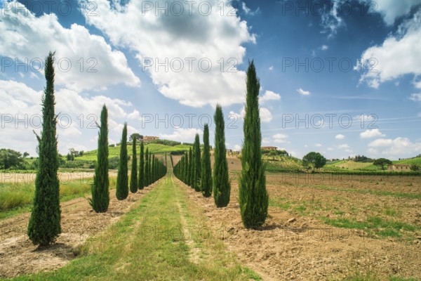 Vineyards and farm road in Tuscany, Italy, Europe