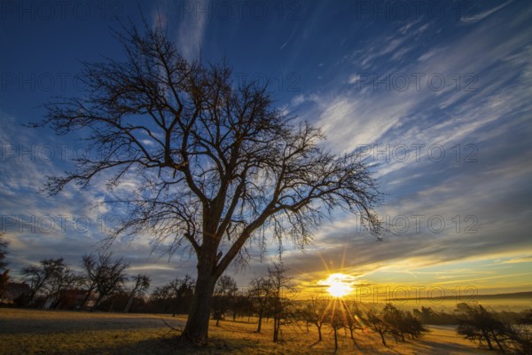 Sunrise, meadow orchard, winter