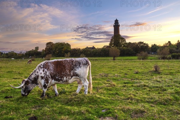 Behrensdorf lighthouse at sunset with grazing cows in the meadow in the foreground. Beautiful sunset at the lighthouse in Behrensdorf in Germany
