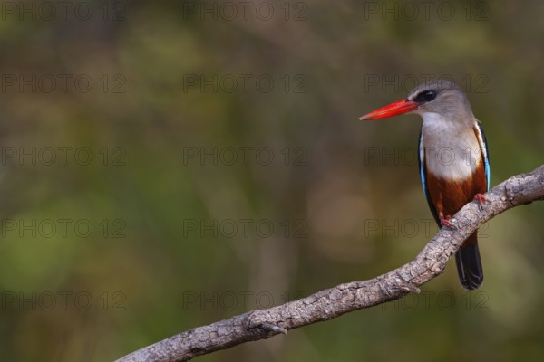 Grey-headed Kingfisher, Grey-headed Kingfisher, Tendaba camp / Tendaba photo hid, Kwinella, South Bank, Gambia, Africa