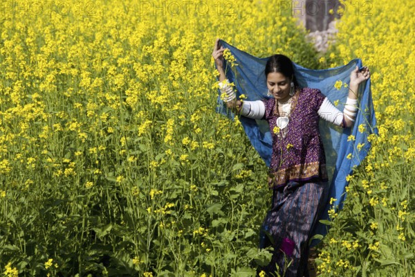 Rajasthani woman flying dupatta in Mustard crop at rajasthan India MR#786