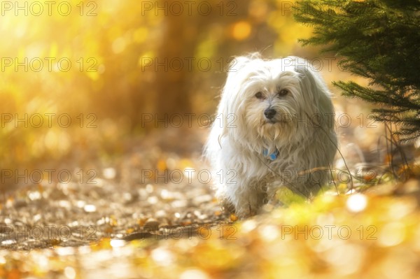 Mika on a walk at the Riedsee