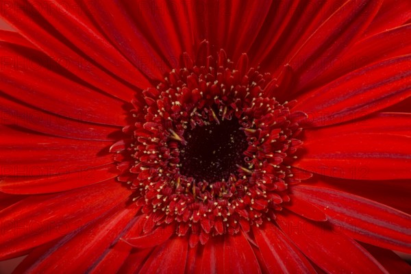 Red Gerbera flower blossom
