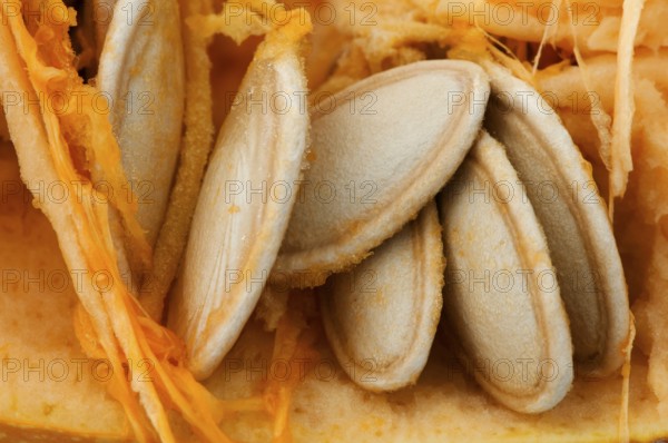 Seeds inside the pumpkin. Very close up