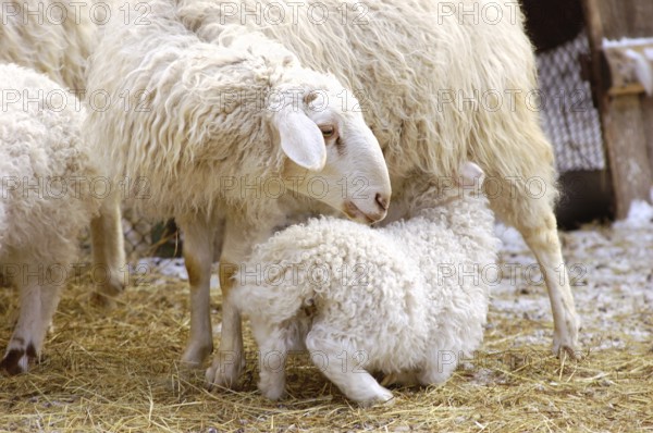 A female sheep feeds its suckling lamb