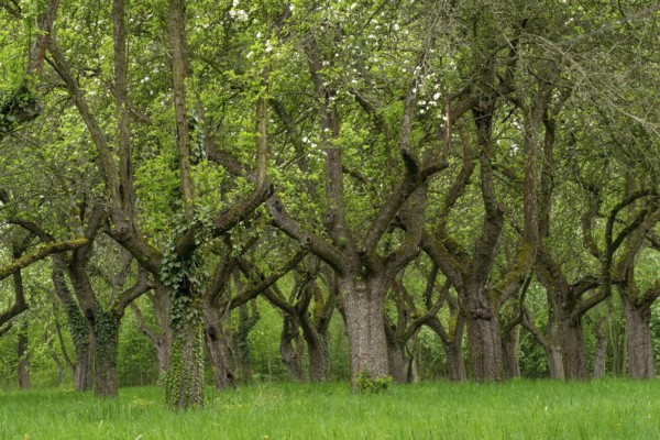 Cherry orchard. Tree trunk cherry in a row. Cherry trees alley