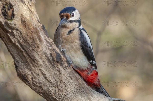 Great Spotted Woodpecker (Dendrocopos major) on a branch in the forest. Bas-Rhin, Alsace, Grand Est, France, Europe