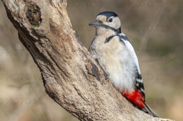 Great Spotted Woodpecker (Dendrocopos major) on a branch in the forest. Bas-Rhin, Alsace, Grand Est, France, Europe