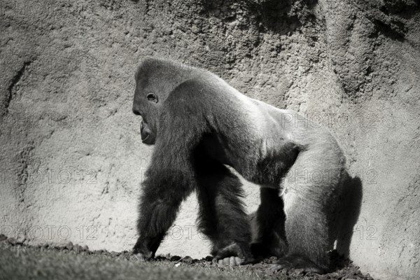 Big Gorilla walking, in black and white, outdoors shoot