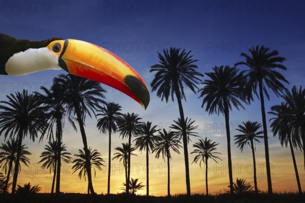 Toco toucan bird from Brazil in tropical palm tree sunset sky