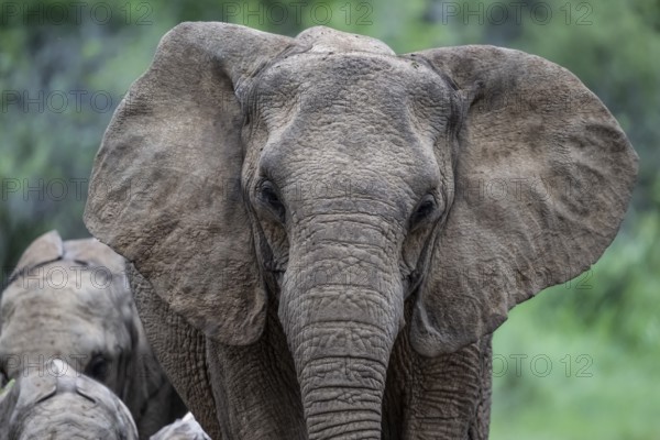 Elephant (Loxodonta africana), Qwabi Private Game Reserve, Biosphere Reserve, Limpopo, South Africa, Africa
