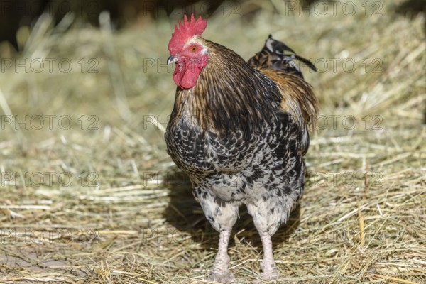 Free-ranging barnyard rooster with colorful plumage, outdoor breeding. Bas-Rhin, Collectivite europeenne d'Alsace, Grand Est, France, Europe