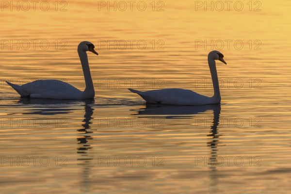 Mute swan (Cygnus olor) silhouette in the water at sunset. Bas-Rhin, Alsace, Grand Est, France, Europe