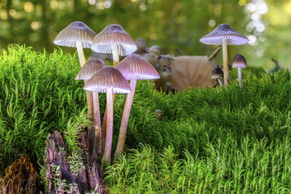 A view of a beautiful mushroom in the forest with green moss in nice light