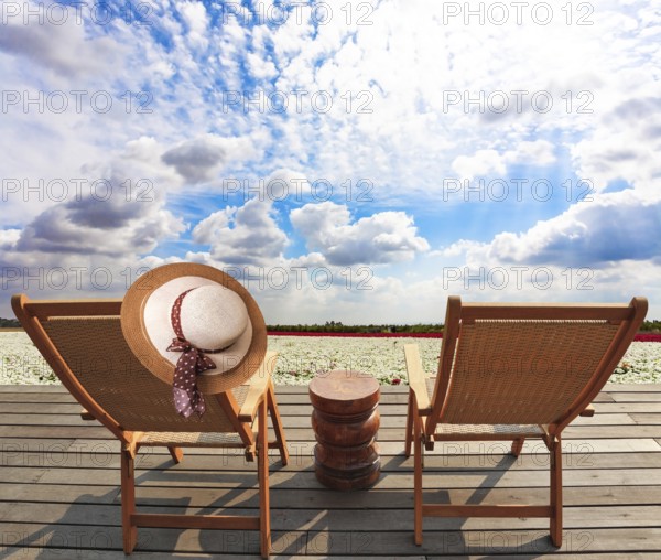 Comfortable sun loungers on a wooden platform. Delightful field of white bright spring buttercups/ranunculus. Cloudy spring day. Israel