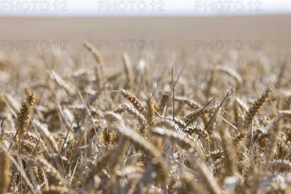 Wide wheat field with golden shining ears in summer atmosphere, Coxhill, Shepherdswell, Dover, Kent, Great Britain