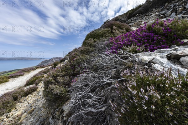 Rocky landscape with purple flowering heather (Erica) and steep cliffs by the sea in sunshine on the edge of Snowdonia National Park, Penmaenmawr, Dwygyfylchi, Caernarfonshire, Conwy County Borough, Wales, United Kingdom, Europe