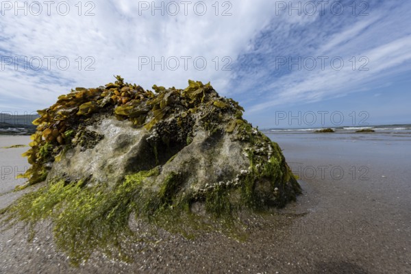 Rocks overgrown with seaweed and aquatic plants on the beach at the edge of Snowdonia National Park, Penmaenmawr, Dwygyfylchi, Caernarfonshire, Conwy County Borough, Wales, United Kingdom, Europe