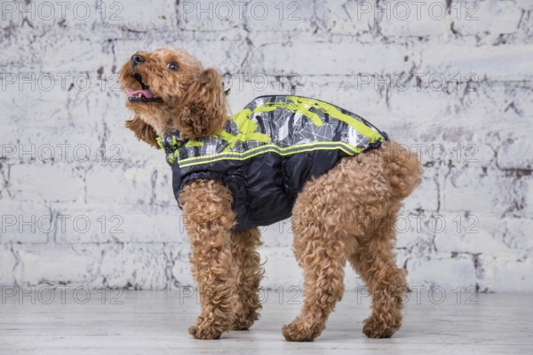 Small funny dog of brown colour with curly hair of toy poodle breed posing in clothes for dogs. Subject accessories and fashionable outfits for pets. Stylish overalls, suit for cold weather for animal