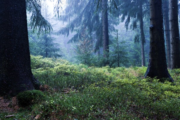 Evergreen forest near Masserberg, Schiefergebirge, Germany, Europe
