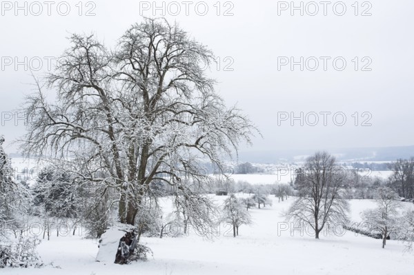 Orchard meadow, winter, snow