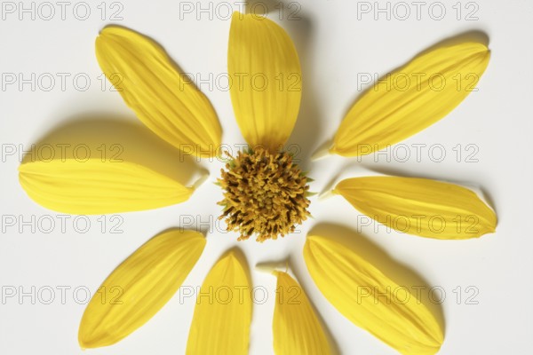 Daisy yellow vivid color flower, macro studio shot