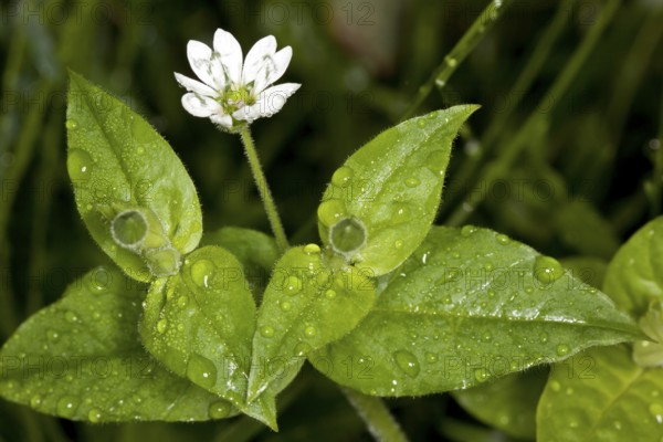 Moehringia trinervia, Moehringia trinervia, Three-nerved Sandwort