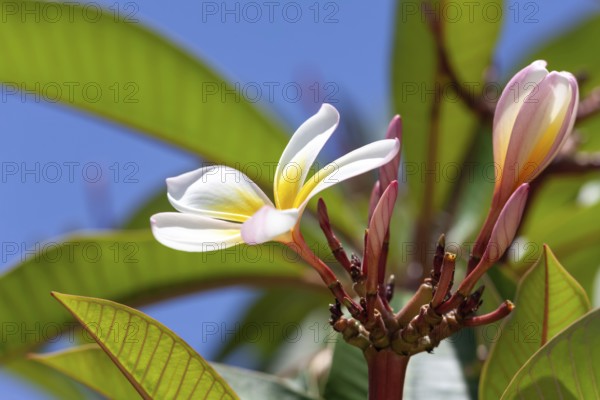 An image of a white and yellow frangipani flower