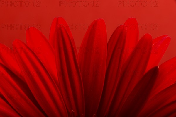 Red Gerbera flower blossom